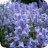 blue bells