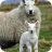 Ewe & lamb
