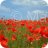 poppy