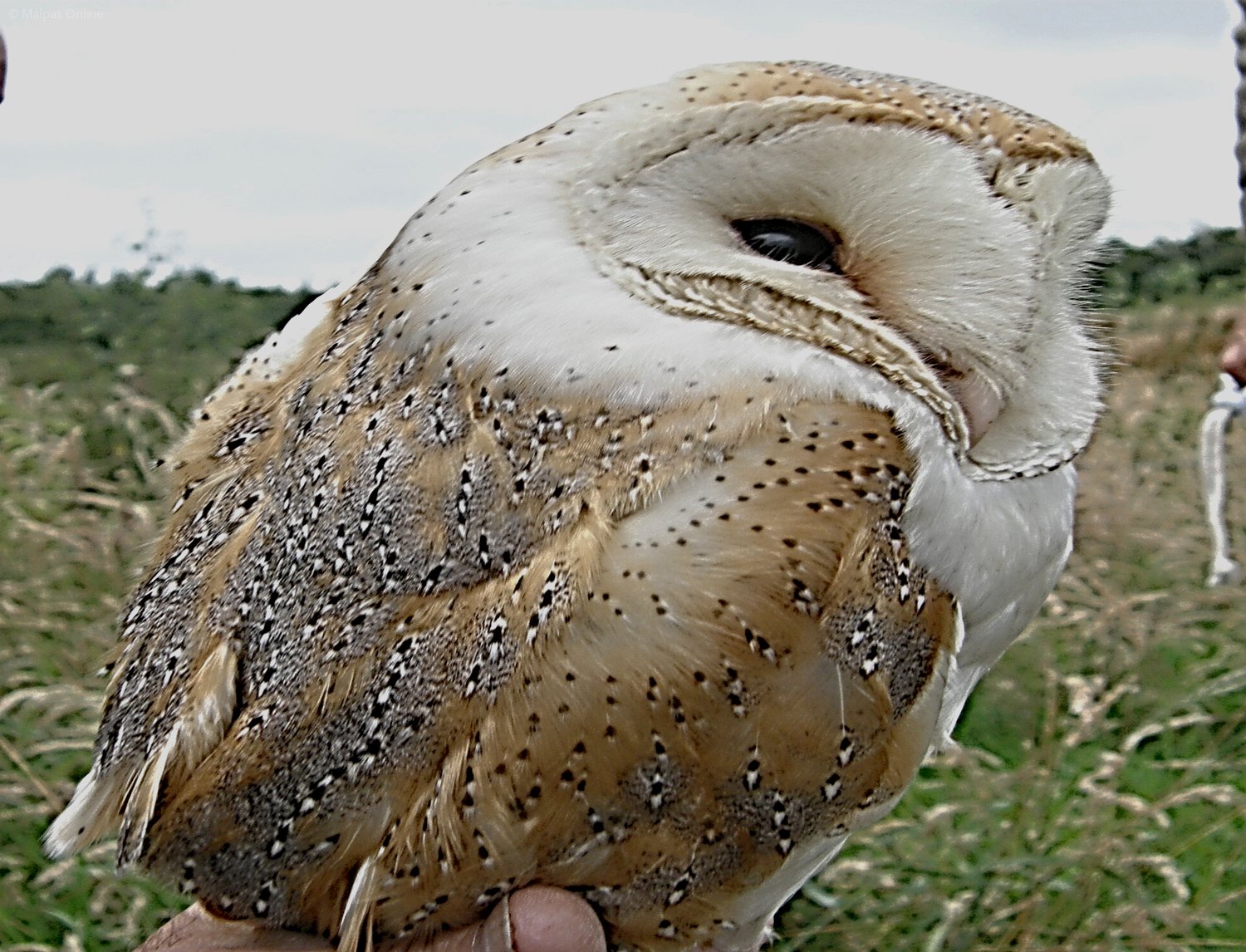 barn owl