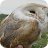 barn owl