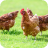 Chickens