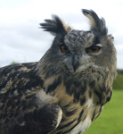 Dennis the Eagle Owl