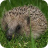 Hedgehog